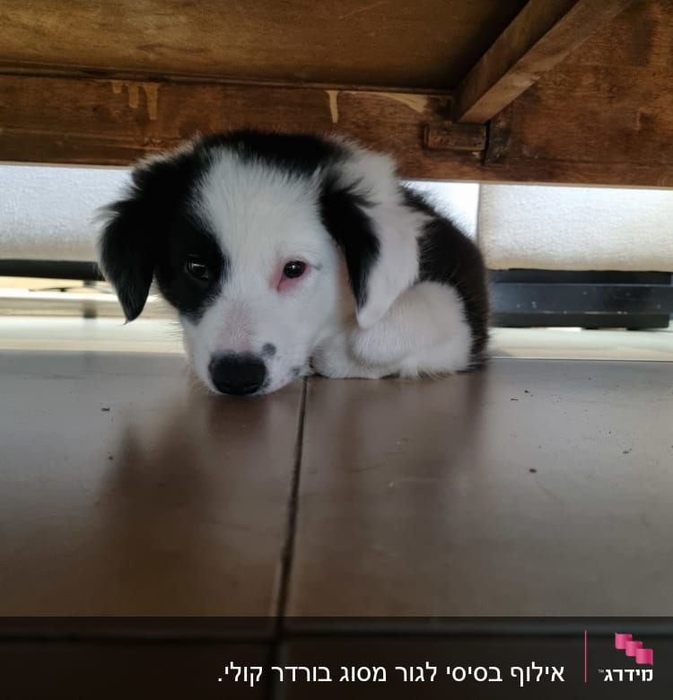 גור כלבים שוכב על הרצפה מתחת לשולחן